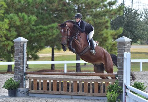 Hunter Jumper Horses, Hunter Horse, Warmblood Horses, English Horse, Baby Green, Pony Horse, Hunter Jumper, Horse Drawing, Horse Show