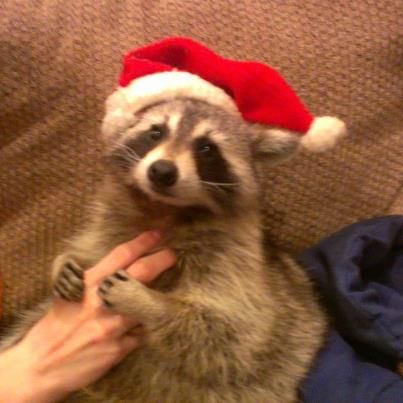 Cat Safe Christmas Tree, Cats In Christmas Trees, Raccoon Pfp, Raccoon Wallpaper, Raccoon Tail Hair, Images Of Cats, Raccoon Drawing, Fascinating Facts, Facts About