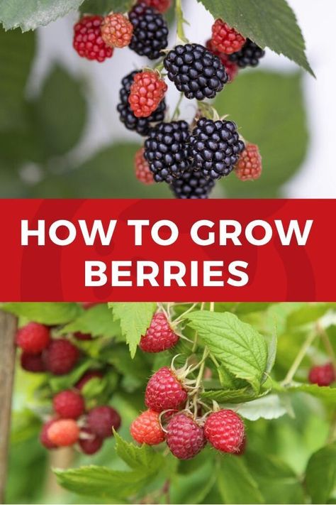 Grow Berries, Backyard Orchard, Types Of Strawberries, Growing Blackberries, Soil Texture, Best Diet Foods, Super Healthy Kids, Berry Plants, Strawberries Blueberries