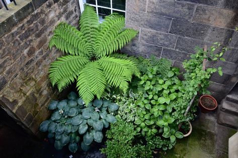 Blurring boundaries: how clever planting tricks turned a tiny city patio into an exotic jungle retreat | Homes and Property | Evening Standard Homemade Trellis, Tiny Basement, Basement Garden, Vegetable Gardening Ideas, Architectural Plants, Climbing Hydrangea, Tree Fern, London Garden, Internal Courtyard