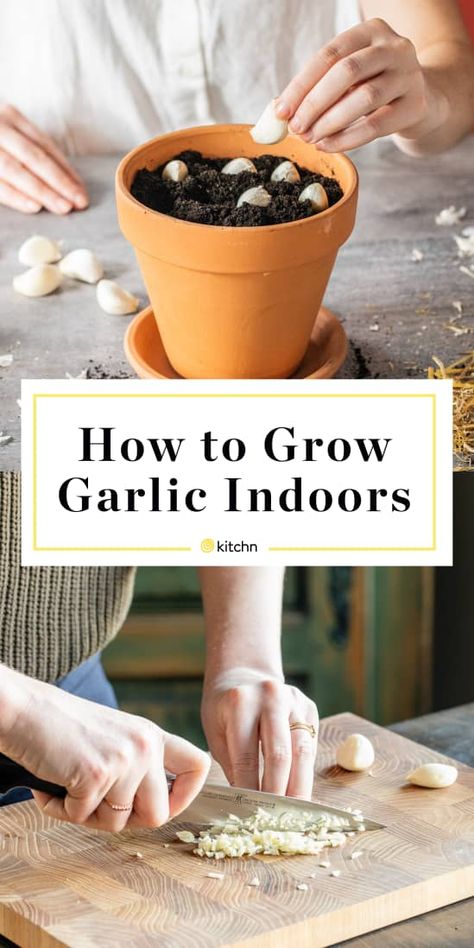 Grow Onions From Scraps, Growing Garlic Indoors, Planting Garlic From Cloves, Planting Garlic Cloves, Growing Garlic In Containers, Growing Garlic From Cloves, Grow Garlic Indoors, Natural Plant Food, Regrow Vegetables