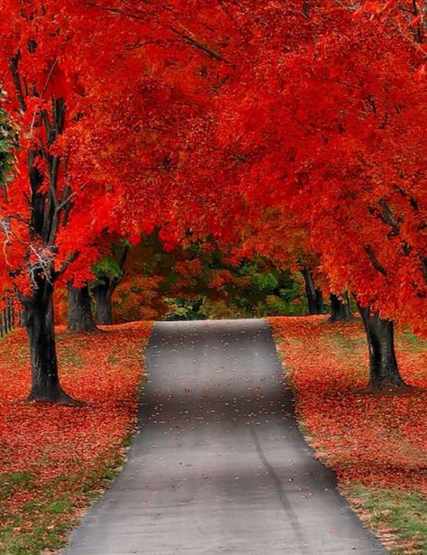 Autumn in New Hampshire Have Inspiration, Red Tree, Fabulous Fall, Autumn Beauty, Jolie Photo, Lombok, Fall Foliage, Nature Beauty, Beautiful World