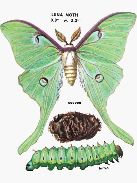 "luna moth life cycle" Sticker by cottagefrog | 红泡 Luna Moth Scientific Illustration, Luna Moth Life Cycle, Luna Moth Cocoon, Luna Moth Clip Art, Luna Moth Drawing, Moth Diy, Life Cycle Art, Moth Life Cycle, Luna Moth Art