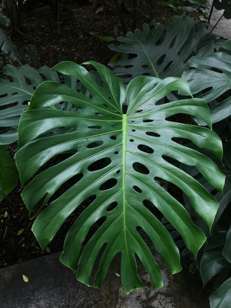 Monstera Reference, Big Leaf Plants, Greek Flowers, Hawaiian Leaf, Hawaii Flowers, Circle Canvas, Leaf Photography, Plant Tattoo, Watercolor Subjects