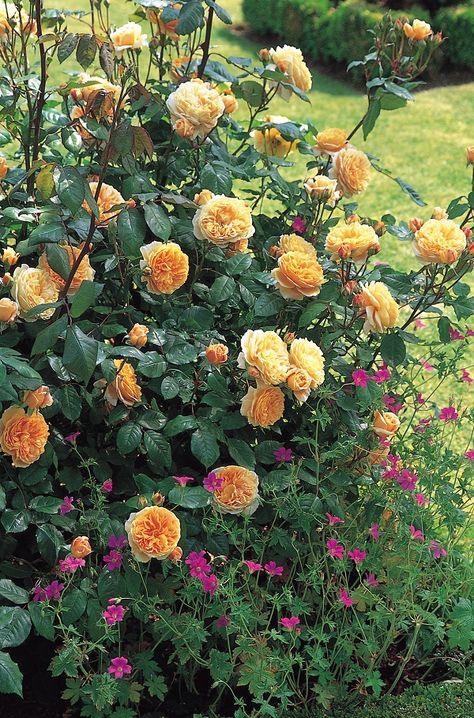 Crown Princess Margareta Rose Review | David Austin 1999 - The Right Roses David Austin Roses Garden, Crown Princess Margareta, Rose Companion Plants, Rose Garden Landscape, Austin Rose, Fragrant Roses, French Country Garden, Companion Plants, David Austin Roses