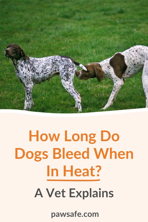 Female Dogs In Heat Tips, Dog In Heat Tips, Dog Heat Cycle Chart, Dog Heat Cycle, Dog Rash, Dog Whining, Female Dog In Heat, Dog In Heat, Dog Breeding