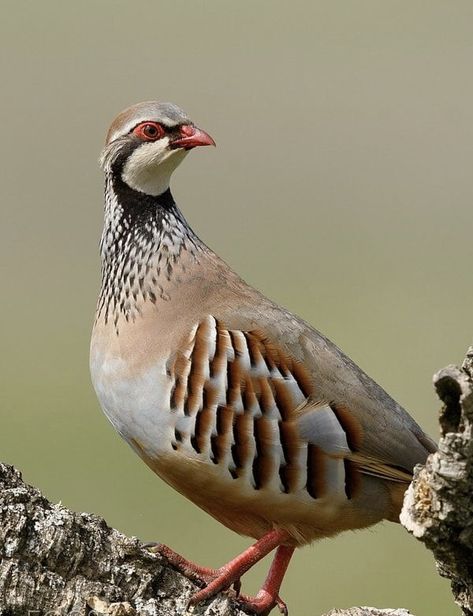 Chukar Partridge, Partridge Bird, Beautiful Paintings Of Nature, Gamebirds, Bird Taxidermy, Photo Animaliere, Game Birds, Canvas Painting Diy, Horse Farms