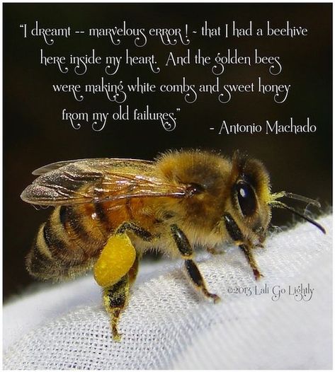 Bees Quotes, Antonio Machado, Bee Quotes, Raising Bees, Buzzy Bee, Bee House, My Favorite Quotes, I Love Bees, Bee Skep