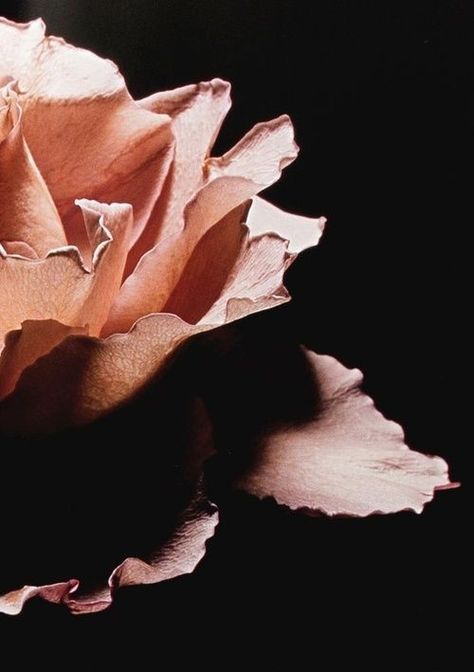 Goddess Persephone, Peach Aesthetic, David Sims, Aesthetic Floral, You're So Pretty, Shades Of Peach, Dark Flowers, Black Peach, Coral Peach