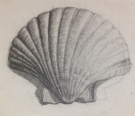 Charcoal Shell Drawing, Seashell Drawing Realistic, Shell Drawing Realistic, Shell Pencil Drawing, Graphite Drawings Beginner, Shell Drawing Pencil, Organic Shapes Drawing, Sea Shell Drawing, Shell Drawings