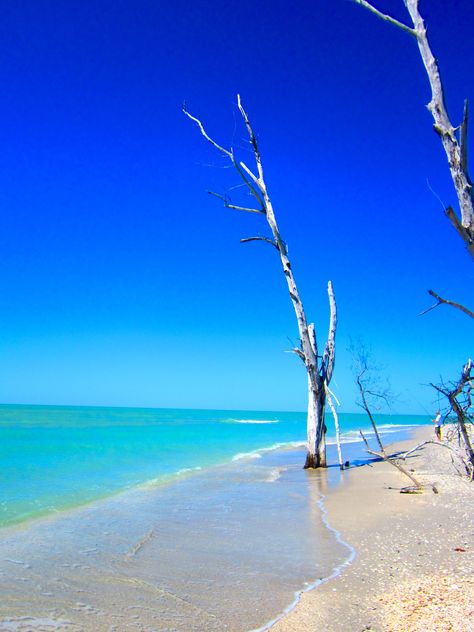 Englewood, Florida. our favourite beach in the USA Email Icon Png, Venice Beach Florida, Beach Shadow Boxes, Manasota Key, Disney Phone Backgrounds, Englewood Florida, Underwater Park, Key West Sunset, Gasparilla Island