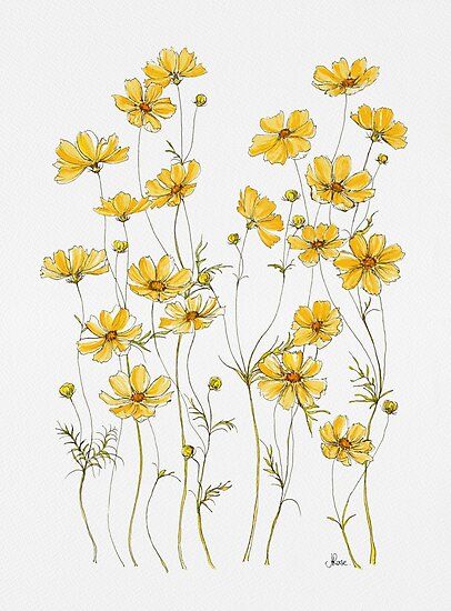 I love yellow cosmos flowers, they will take over your garden in the most gorgeous way! They self seed, so before you know it, their golden yellow blooms will be popping up all over your yard. • Millions of unique designs by independent artists. Find your thing. Yellow Cosmos Flowers, Yellow Cosmos, Cosmos Flowers, Black Holes, Yellow Flowers, Cosmos, White Background, Pen, Yellow