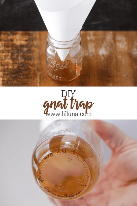 This Gnat Trap (or Fruit Fly Trap) literally takes 2 minutes to put together and works AWESOME! Say goodbye to fruit flies! #fruitflies #fruitflytrap #fruit #flies #gnattrap #gnats Diy Gnat Trap Indoor, Gnat Trap Diy, Homemade Fruit Fly Trap, Fruit Fly Trap Diy, Gnat Trap, Gnat Traps, Fruit Fly Trap, Fruit Fly, Empty Jar