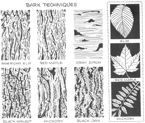 Step 04 bark techniques How to Draw Trees, Bark, Twigs, Leaves and Foliage Drawing Tutorial Foliage Drawing, How To Draw Trees, Drawings Techniques, Trees Drawing Tutorial, 3d Drawing Tutorial, Ako Kresliť, Drawing Methods, Draw Trees, Drawing Shading