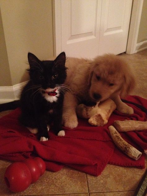 Black Cat Golden Retriever Duo, Black Cat And Golden Retriever, Golden Retriever Black, Black Golden Retriever, Gold Retriever, Cat Duo, Cat Silly, Cats Pictures, Golden Labrador