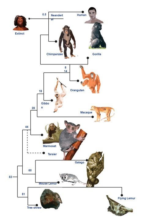 Primate Evolution Phylogenetic Tree Human Evolution Tree, Phylogenetic Tree, Earth History, Tree Diagram, Human Evolution, Zoology, Primates, The Tree, School Ideas