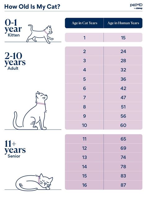 Cat Ages In Human Years, Cat Age Chart, Cat Age, Spice Chart, Purebred Cats, Cat Years, 3 Month Old, Cat Ages, Adventure Cat