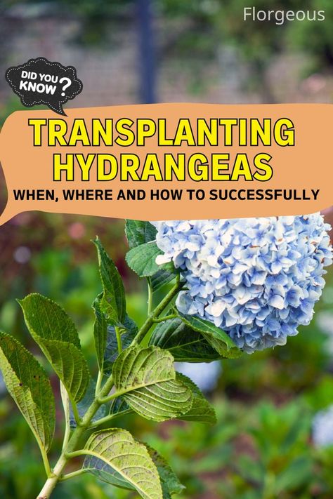 Transplanting Hydrangeas Transplanting Hydrangeas, Hydrangea Plant Care, Garden Soil Preparation, Transplanting Plants, Hydrangea Varieties, Outside Plants, Garden Remedies, Hydrangea Bush, Grow Gorgeous