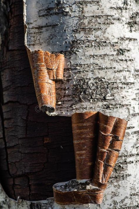 Wood Bark Art, Tree Trunk Photography, Tree Bark Aesthetic, Tree Bark Photography, Bark Drawing, Birch Tree Photography, Bark Of Tree, Birch Tree Bark, Tree Bark Texture