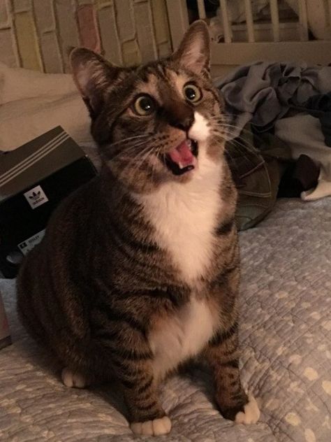 Rescue cat sees laser pointer dot for the first time. Startled Cat, Chemistry Cat, Cat Biting, Cute Cat Memes, What Cat, Laser Pointer, Fluffy Animals, Funny Cat Memes, Funny Cat Pictures