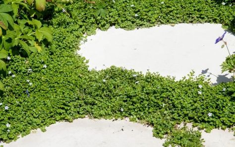 Corsican mint Mint Ground Cover, Corsican Mint, Grass Alternative, Lawn Alternatives, Ground Covers, Eco Friendly Garden, Herbaceous Border, Natural Swimming Pools, Natural Swimming Pool