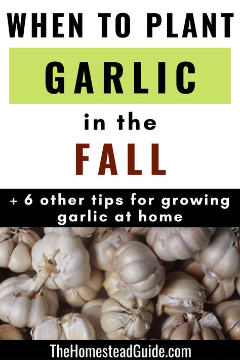 When to plant garlic in the fall and six other tips for growing garlic at home. The homestead guide dot com. How And When To Plant Garlic, When To Plant Garlic Fall, Plant Garlic In Fall, Planting Garlic In Fall In Containers, How To Grow Garlic Indoors, How To Plant Garlic In The Fall, How To Grow Garlic From A Clove, How To Grow Garlic, Grow Garlic From Clove