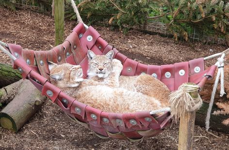 Raccoon Enrichment, Primate Enrichment, Zoo Enrichment, Cat Enrichment, Animal Enclosures, Enrichment Projects, Animal Enrichment, Eagle Project, Enclosure Ideas