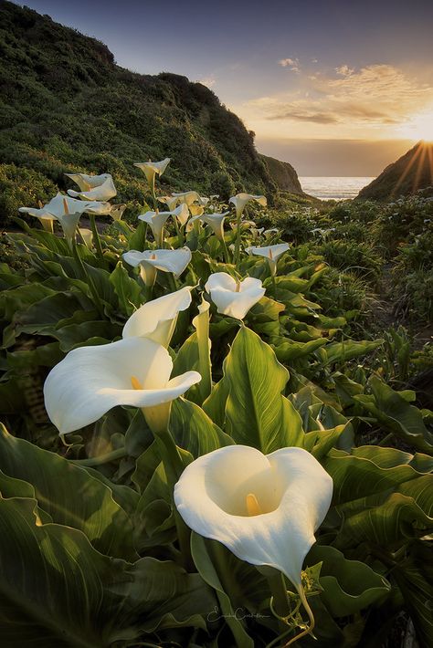 Top Photography, Big Sur California, Nature Landscape, Best Photographers, Flowers Nature, Big Sur, Calla Lily, My Flower, Beautiful Images