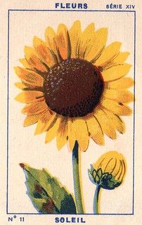 Retro Flower Illustration, Sunflower Poster, Sunflower Illustration, Collage Des Photos, Collage Mural, Arte 8 Bits, Dorm Posters, Trade Cards, Picture Collage Wall