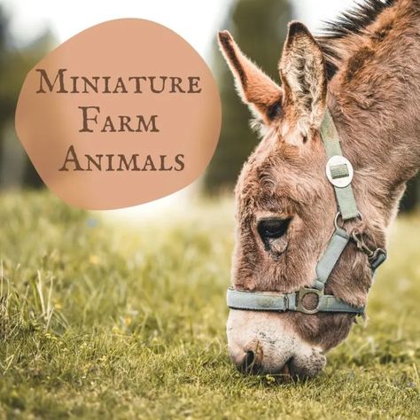 Miniature Farm Animals: A Guide to Miniature or Small Livestock - Dengarden Beneficial Farm Animals, Miniature Sheep Breeds, Micro Cow Breeds, Mini Farm Ideas Animals, Small Farm Hacks, Home Farm Animals, Small Farm With Animals, Beginner Farm Animals, Small Homestead Animals