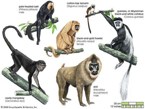 Old World and New World monkeys Different Types Of Monkeys, Monkey Types, Habitats Projects, Types Of Monkeys, Animal Plates, Monkey Illustration, Howler Monkey, Animal Species, Animal Facts