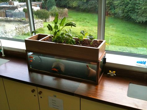 Aquaponics Basics Aquaponics is a great choice for anyone looking to update or… Indoor Aquaponics, Backyard Aquaponics, Aquaponics Fish, Aquaponics Diy, Hydroponics Diy, Aquaponic Gardening, Deco Nature, Aquaponics System, Hydroponics System