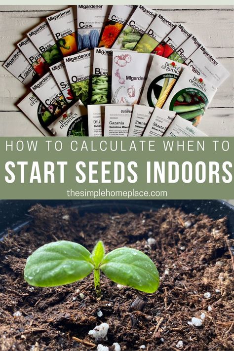 seed packets and cucumber seedling When To Start Seeds Indoors, Starting Seeds Inside, When To Start Seeds, Modern Homemaking, Planting Seeds Indoors, Start Seeds Indoors, Seeds Growing, Mason Jar Herb Garden, Starting Seeds