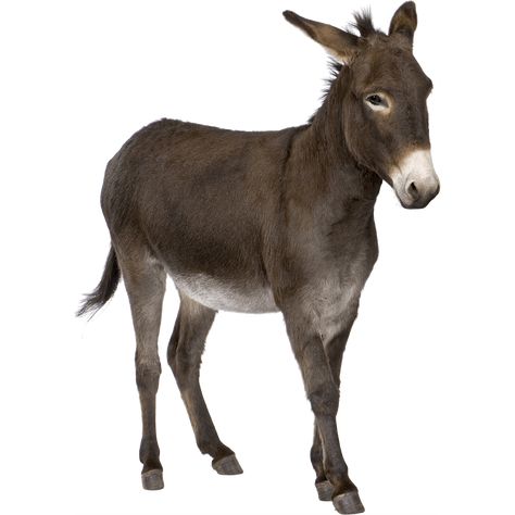 Donkey Images, Donkey Drawing, Develop Pictures, Animal Photography Wildlife, Learning Russian, Animal Cutouts, Photo Clipart, Animal Categories, Png Hd