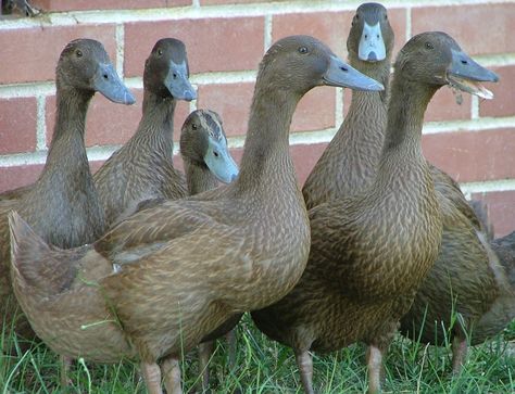 Khaki Campbells. They say they are wonderful egg layers. Khaki Campbell Ducks, Live Chicken, Duck Breeds, Raising Ducks, Runner Ducks, Duck And Ducklings, Duck House, Domestic Animals, Mini Farm