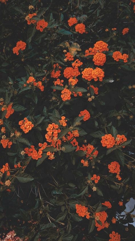 Moody Fall Lock Screen, Fall Flower Wallpaper, Wallpaper Beautiful Nature, Wallpaper Beautiful, Vintage Flowers Wallpaper, Flowery Wallpaper, Halloween Wallpaper Iphone, Orange Aesthetic, Graphic Wallpaper