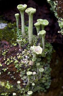 NWflora: Pixie Cups, Cladonia fimbriata Pixie Cup Lichen, 5 Image, Depth Of Field, Wet Weather, The Cool, Photoshop, Plants