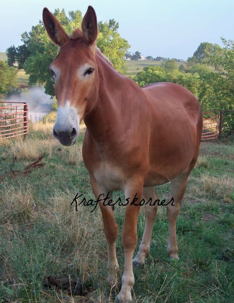 Mule Photography, Mammoth Jackstock, Draft Mule, Mules Animal, Most Beautiful Horses, Baby Animal Prints, Draft Horses, Pet Chickens, Face Photo