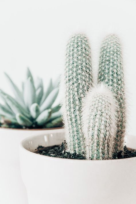 Cactus Plants, Cactus, Plants, White