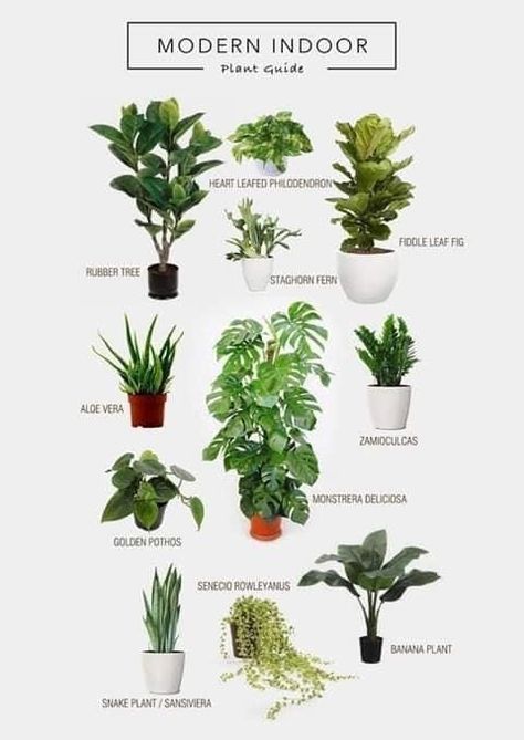 نباتات منزلية, Cat Plants, Banana Plants, Inside Plants, Best Indoor Plants, Plant Guide, Bathroom Plants, Bedroom Plants, Plant Decor Indoor