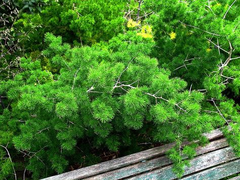 Ming Fern is a forest/woodsy greenery that will appear in the ceremony and reception florals Ming Fern, Ferns Care, Shade Garden Plants, Asparagus Fern, Wind Of Change, Fern Plant, Peat Moss, Plant Needs, Potting Soil