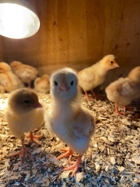 Pet Chickens Aesthetic, Cute Chickens Aesthetic, Chicken Aesthetic Animal, Pollitos Aesthetic, Baby Chicks Aesthetic, Chicks Aesthetic, Farmlife Aesthetic, Chickens Aesthetic, Cute Chicken Aesthetic