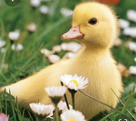 Baby Animals, Easter, Yellow, Animals