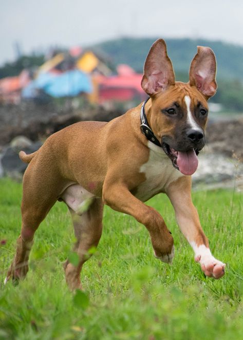 German Shepherd Pitbull Mix - A Complete Guide to this Unusual Cross Miniature German Shepherd, Pitbull Mix Breeds, Pitbull Mix Puppies, English Dogs, Tattoos For Dog Lovers, Shepherd Mix Dog, German Shepherd Mix, Dog Mixes, Chihuahua Mix