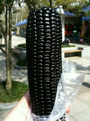 Colored Corn, Rainbow Corn, Black Corn, Glass Gem Corn, Giant Vegetable, Weird Fruit, Goth Garden, Indian Corn, Gothic Garden