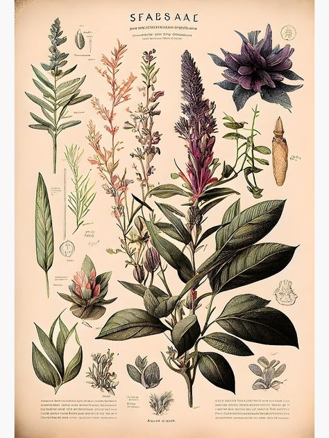 "Botanical illustration: Sage" Metal Print by digitalbrosse Herbs Poster, Kitchen Inspo, A Metal, Album Art, Botanical Illustration, Metal Prints, Tattoo Ideas, Lilac, Lavender