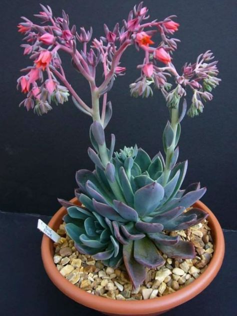 Echeveria 'Blue Prince'  #echeveria #succulentopedia #succulents #CactiAndSucculents #succulent #SucculentPlant #SucculentPlants #SucculentCollection #SucculentGarden #DesertPlants #BloomingSucculent #SucculentFlower #SucculentFlowers Kaktus Dan Sukulen, Blooming Succulents, Succulent Landscape Design, Flowering Succulents, Tanaman Pot, Plantas Bonsai, Succulent Landscaping, Types Of Succulents, Succulent Gardening