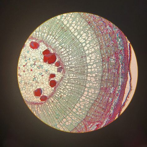 Microscope Images, Microbiology, Biology, My Favourite, Red, White, Art