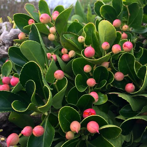 Daily Flower Candy: Euonymus japonicus Euonymus Japonicus, Flower Candy, Seaside Garden, Candy Flowers, Winter Plants, Woodland Garden, Flowering Shrubs, Garden Borders, Backyard Decor