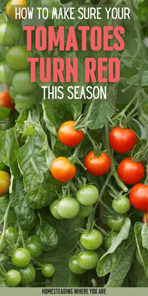 8 Reasons Your Tomatoes Aren't Ripening and How to Ripen Them Ripening Tomatoes Indoors, How To Ripen Tomatoes, Produce Garden, Tomato Stakes, Planting Tomatoes, Tomato Support, Growing Tomato, Tomato Growing, Determinate Tomatoes